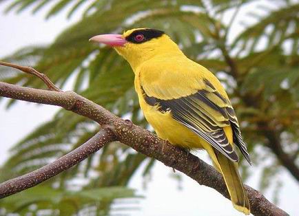 Vẻ đẹp khó cưỡng của các loài chim vàng anh ở Việt Nam